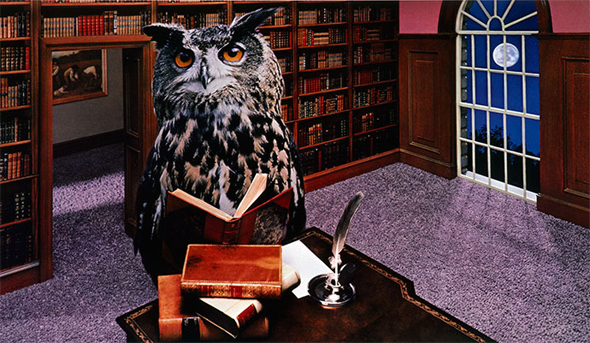 An owl posing with a book in a small study room. In front of the bird is a podium with a stack of books and a quill with ink.