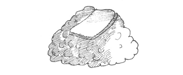 Black and white ink hatch line illustration of a ball of closely packed chopped pork and Chinese vegetables with a slice of abalone