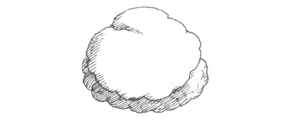 Black and white ink hatch line illustration of a ball of closely packed chopped pork and Chinese vegetables topped with flattened shrimp