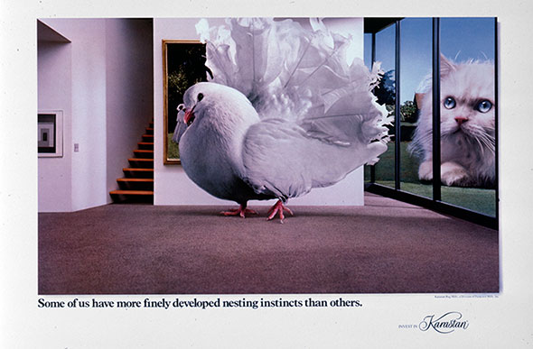 Photo of a white dove in the center of a down-sized modern home. A cat looks in from the rows of windows on the right.