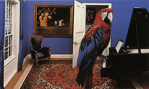A red and blue macaw in a down-sized room, perched on top of the keys of a grand piano. There is a painting of a basket of oranges and tea, a cushioned chair, open door, and carpeted floor in the background.
