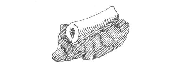 Black and white ink hatch line illustration of a section of spareribs