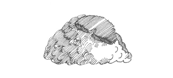 Black and white ink hatch line illustration of a ball of closely packed chopped pork and Chinese vegetables with a Chinese black mushroom