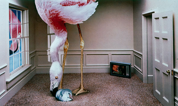 A tall pink flamingo with its child in a small unfurnished white room. Another flamingo's head looks in through the left window.