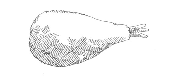 Black and white ink hatch line illustration of a shrimp in a balloon of dough